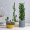 Rosemead Home & Garden, Inc. 12.9" Wide Elegant Indoor/Outdoor Concrete/Fiberglass Planter Charcoal Gray