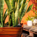23" Wide Planter Smart Self-Watering Rectangular Indoor Outdoor Cherry Brown Finish - Catleza