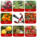 Fruit Picker Tool with Basket & Pole – Tree Fruit Harvest Grabber
